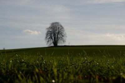 einfach Schitzer natuerlich wolf
