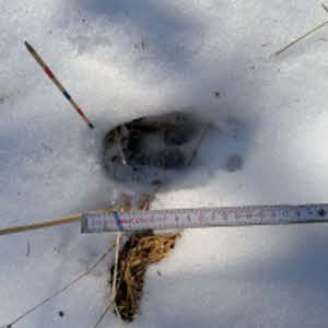 Spuren im Schnee natuerlich-wolf.de