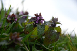 Kinderleichte Wildkräuter & Naturabenteuer