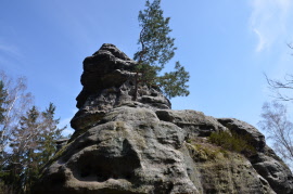 Waldzeit