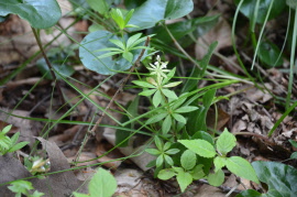 Naturwerkstatt Frühling