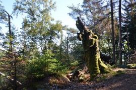 Waldzeit