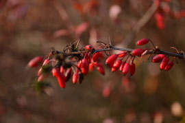 Naturwerkstatt Herbst